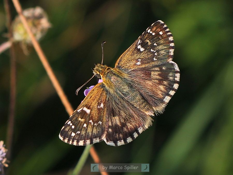 Pyrgus armoricanus